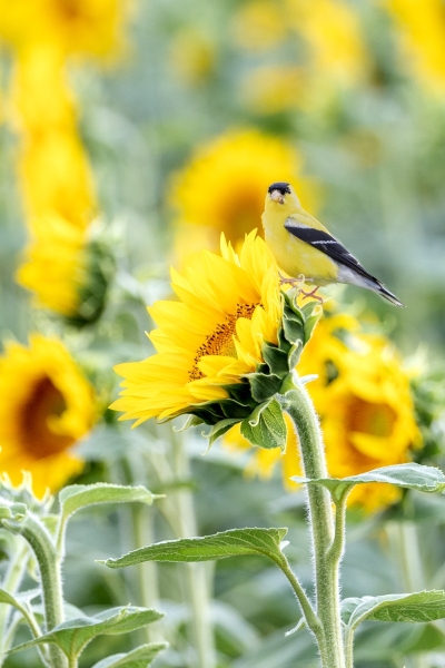 Sunflower-Goldfinch-8.1.24-0520