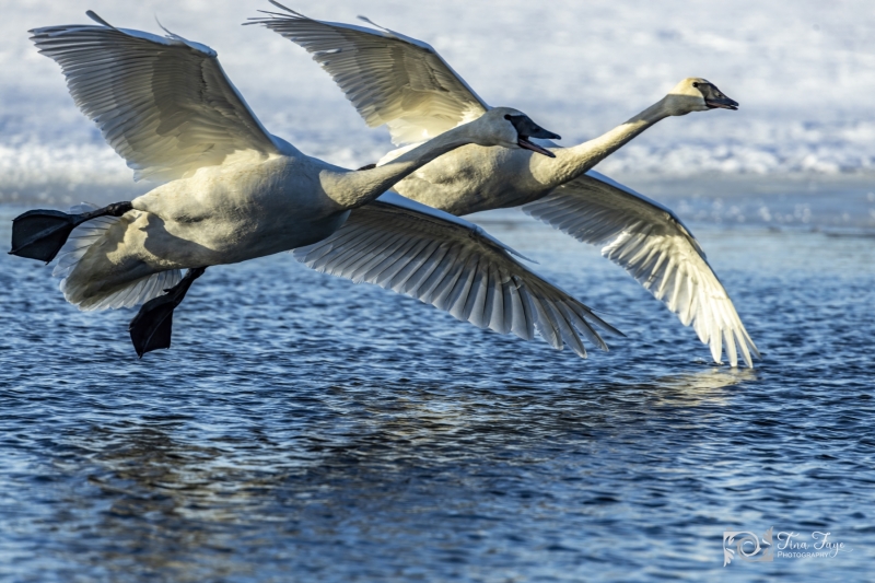 Swan-landing