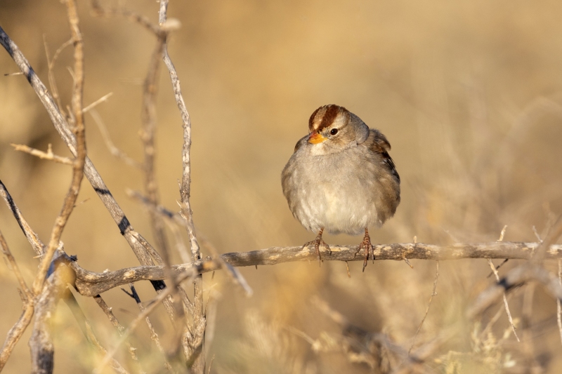 White-Crowned-Sparrow-12.5.24-7381