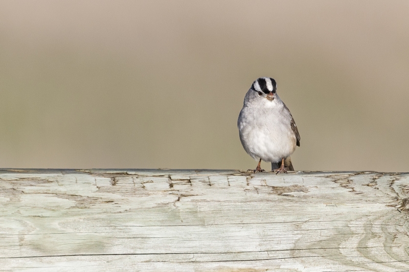 White-Crowned-Sparrow-5.5.24-9905