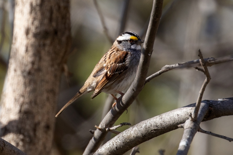White-Throated-Sparrow-4.26.25-4131