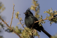 Black-Cardinal-12.6.24-7845