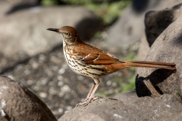 Brown-Thrasher-4.26.25-4154