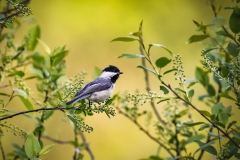 Chickadee