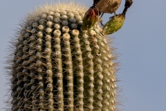 Gray-Thrasher-12.6.24-7790