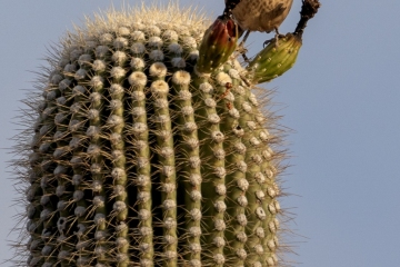 Gray-Thrasher-12.6.24-7790
