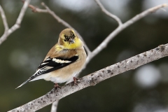 Molting-American-Goldfinch-12.30.22-1752