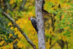 Pileated-Woodpecker-9.30.23-3264