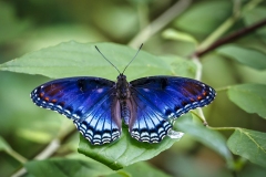 Blue-Butterfly-7.4.22-0407
