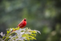 Cardinal-7.3.22-0156