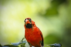 Cardinal-7.4.22-0339