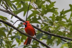 Male-Cardinal-7.4.22-0275