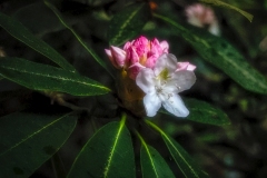 Rhodendron-bloom-7.2.22-0068