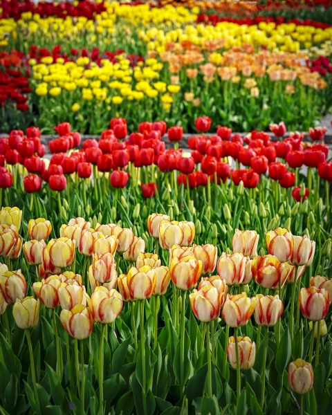 Arb-tulips-5.15.22-2448