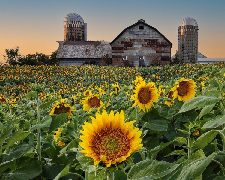 Barn-Sunflower-7.28.23-4200.2