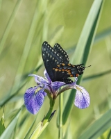 Black-Swallowtail-6.17.22-3332 Black-Swallowtail-6.17.22-3332