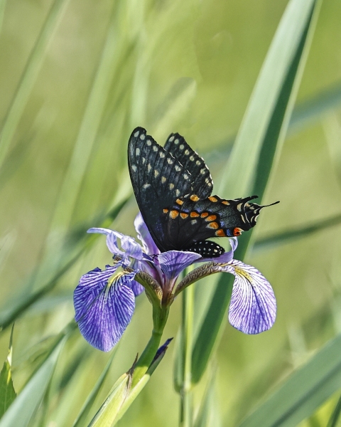 Black-Swallowtail-6.17.22-3332