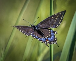 Black-Swallowtail-6.17.22-3340 Black-Swallowtail-6.17.22-3340
