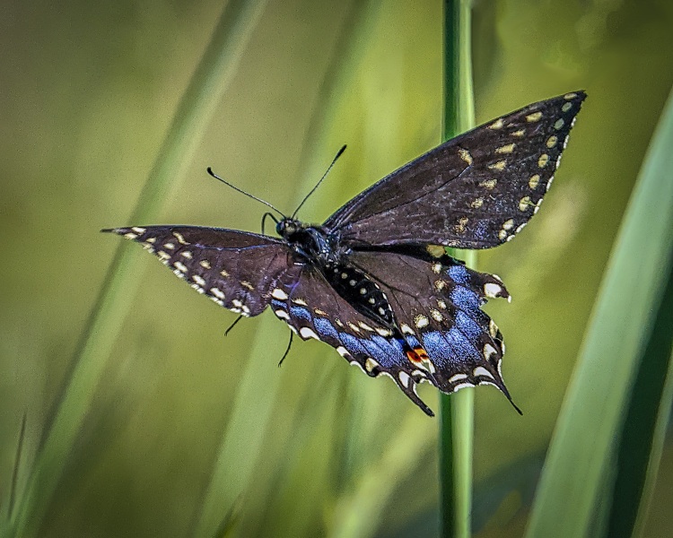 Black-Swallowtail-6.17.22-3340