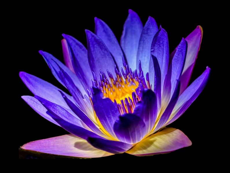 Blue-Water-Lily2