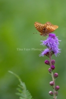 Butterfly-7.24.26-9958 Butterfly-7.24.26-9958