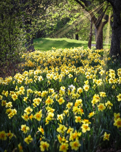 Daffodils-5.15.22-9391