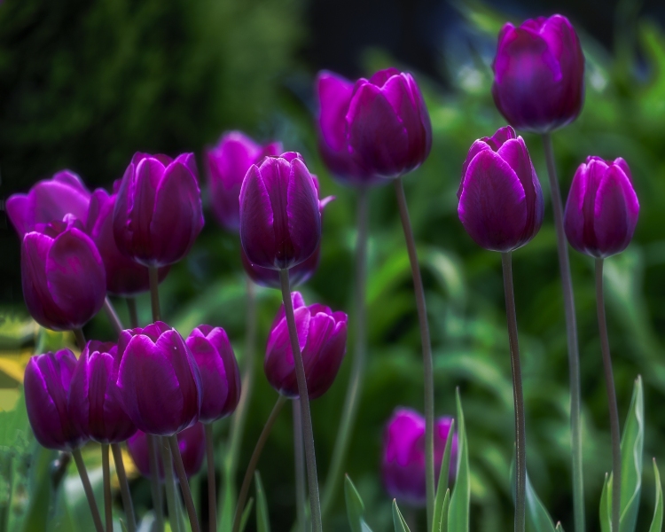 Door-County-Tulips-5.29.22-1701