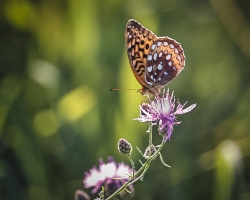 Great-Spangled-Fritillary-7.22.22-0022 Great-Spangled-Fritillary-7.22.22-0022