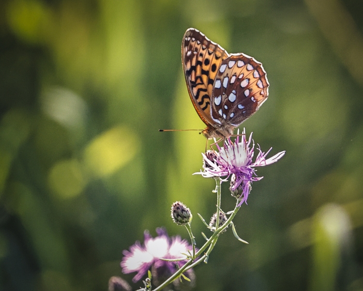 Great-Spangled-Fritillary-7.22.22-0022