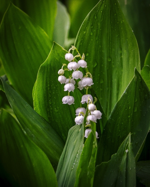 Liliy-of-the-Valley-5.28.22-0440