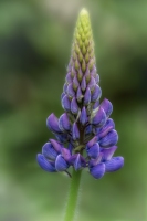Lupine-6.15.24-8197 Lupine-6.15.24-8197