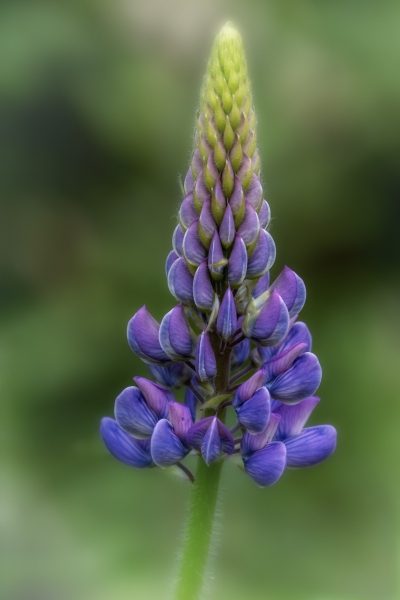 Lupine-6.15.24-8197