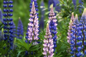Lupines-6.15.24-1717 Lupines-6.15.24-1717