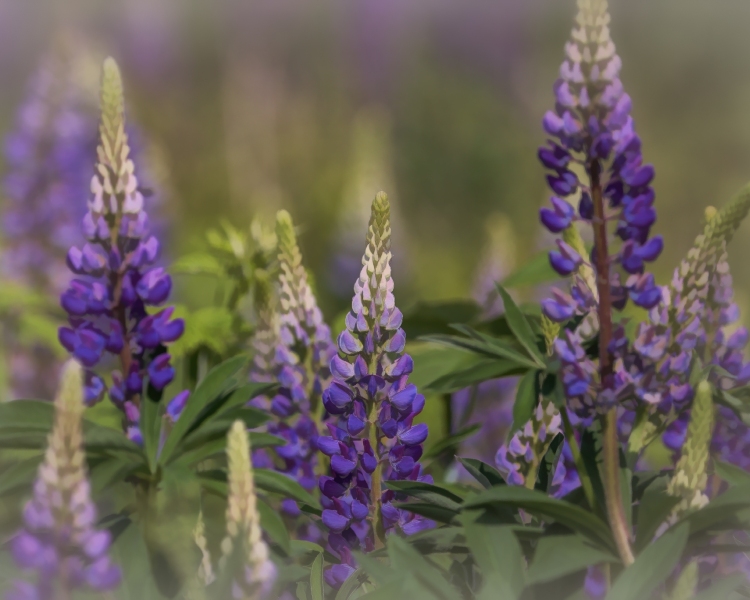 Lupins-6.1.23-9118