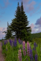 Lupins-6.15.24-1741 Lupins-6.15.24-1741