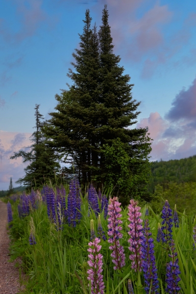 Lupins-6.15.24-1741