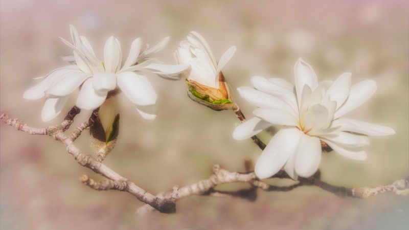 Magnolia-Blooms-5.4.23-3443