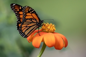 Monarch-8.23.24-1501 Monarch-8.23.24-1501