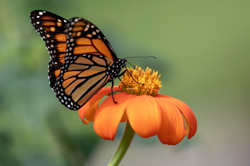 Monarch-8.23.24-1501