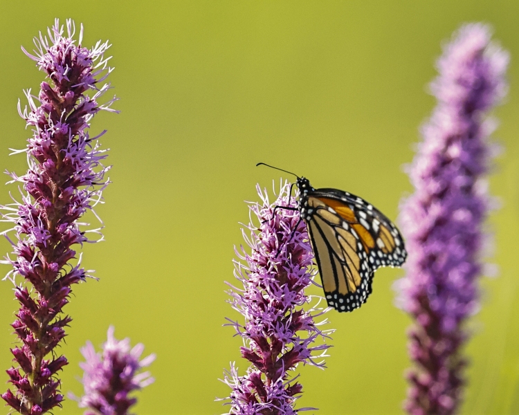 Monarch-Butterfly-7.22.22-0118