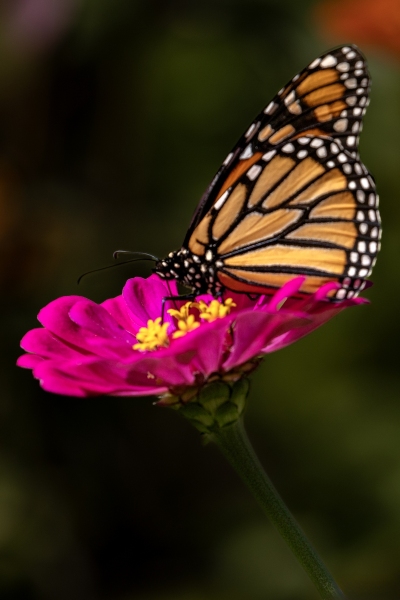 Monarch-Butterfly-8.31.24-2729