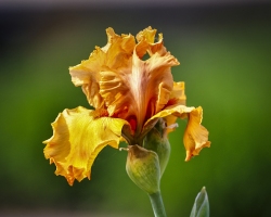 Orange-Iris-6.4.22-2747 Orange-Iris-6.4.22-2747