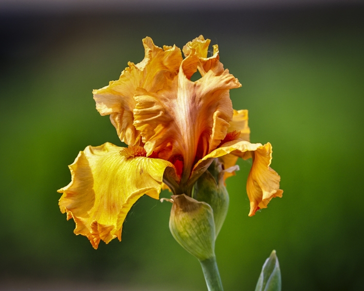 Orange-Iris-6.4.22-2747