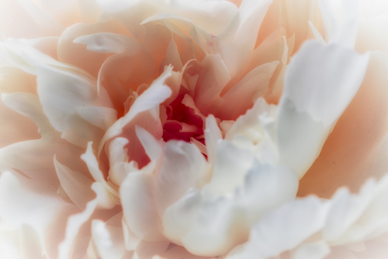 Peonies-White