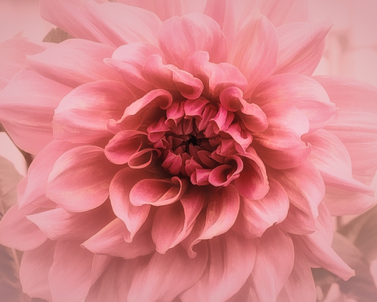Pink-Dahlia-8.23.23-0009