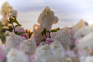 Strawberry-Hydrangea-7.27.24-9999 Strawberry-Hydrangea-7.27.24-9999