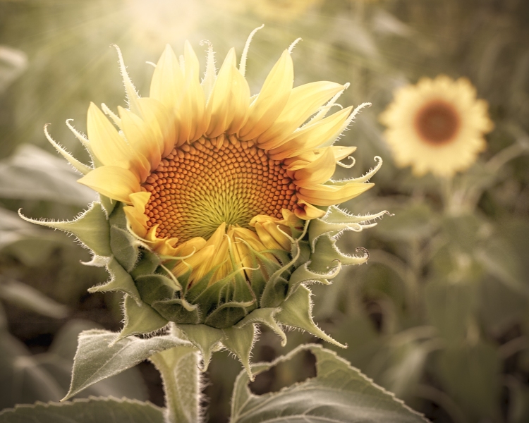 Sunflower-8.3.22-9733