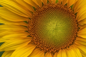 Sunflower-8.5.21-5357 Sunflower-8.5.21-5357