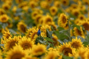 Sunflower-Indigo-8.1.24-0404 Sunflower-Indigo-8.1.24-0404