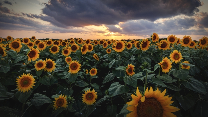 Sunflower-Sunset-8.2.22-9430